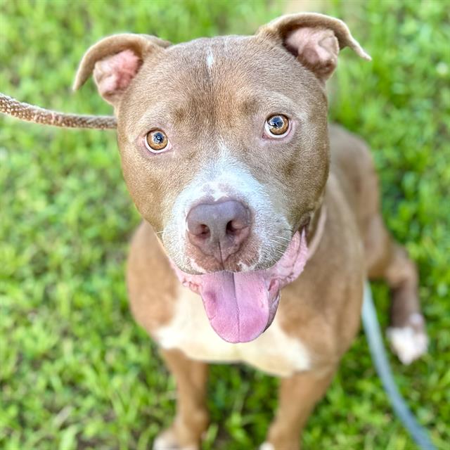 adoptable Dog in Tavares, FL named BOWIE BOY