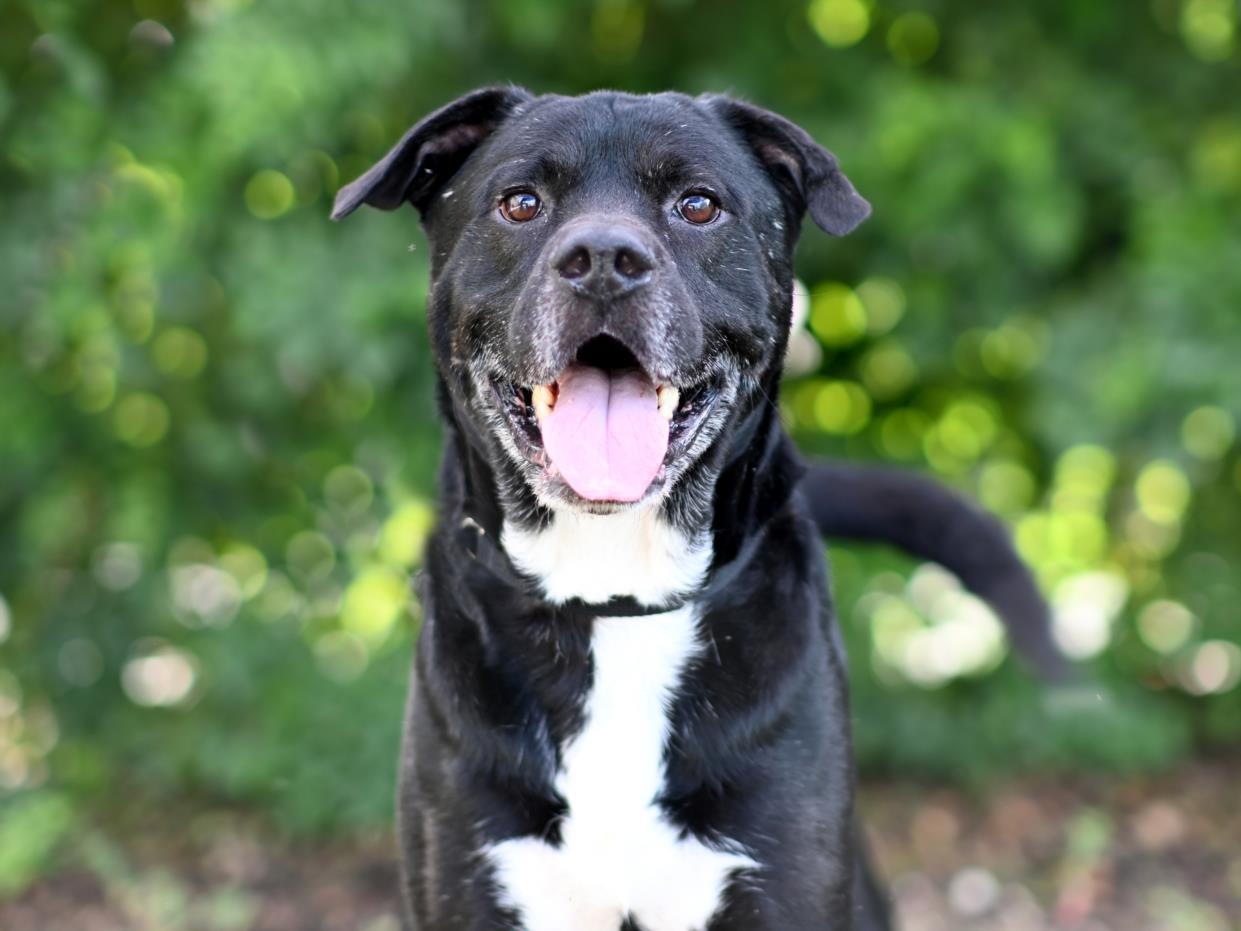 adoptable Dog in Tavares, FL named BEAR