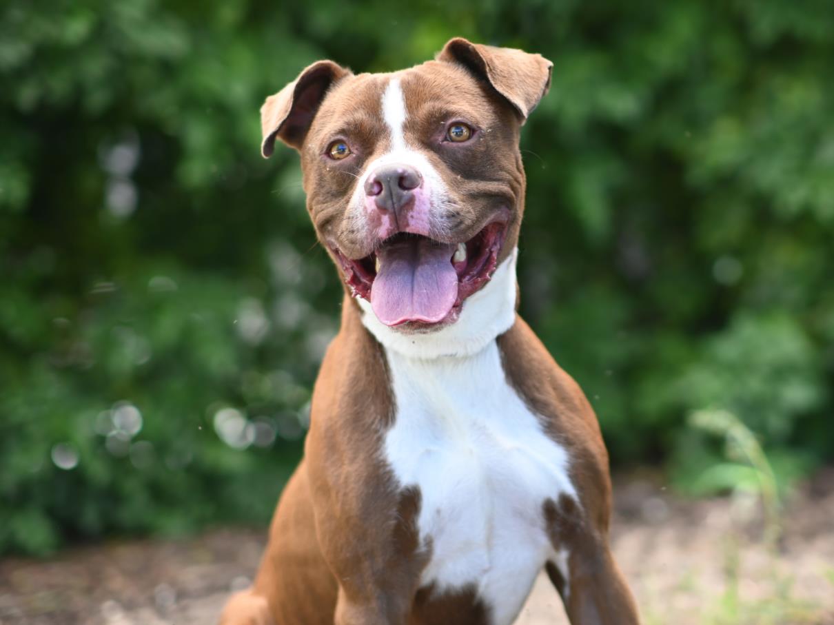 adoptable Dog in Tavares, FL named FLANDER