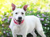 adoptable Dog in tavares, FL named LACEY