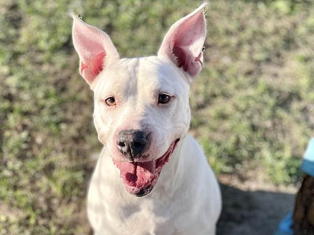 adoptable Dog in Tavares, FL named LACEY