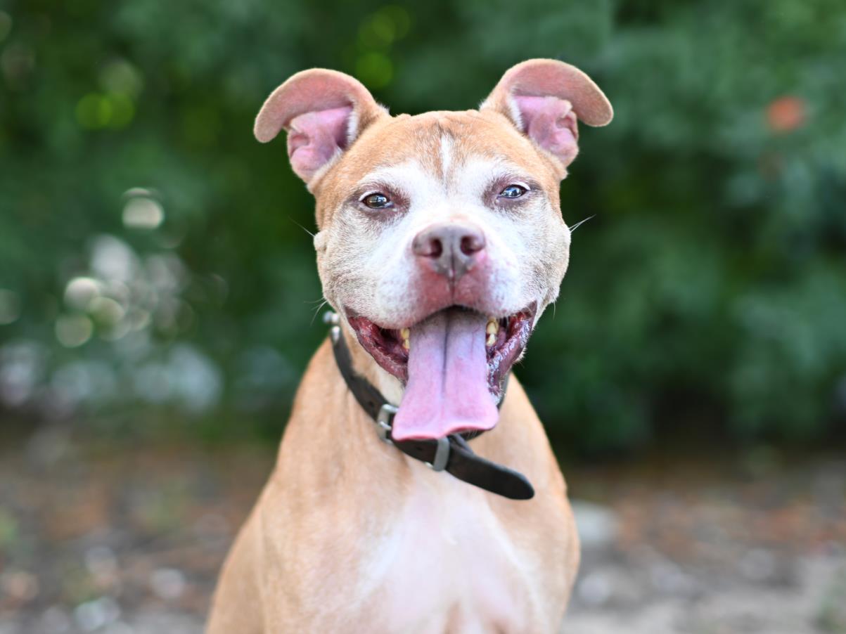 adoptable Dog in Tavares, FL named WALDO