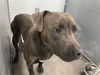 adoptable Dog in Tavares, FL named NEXUS