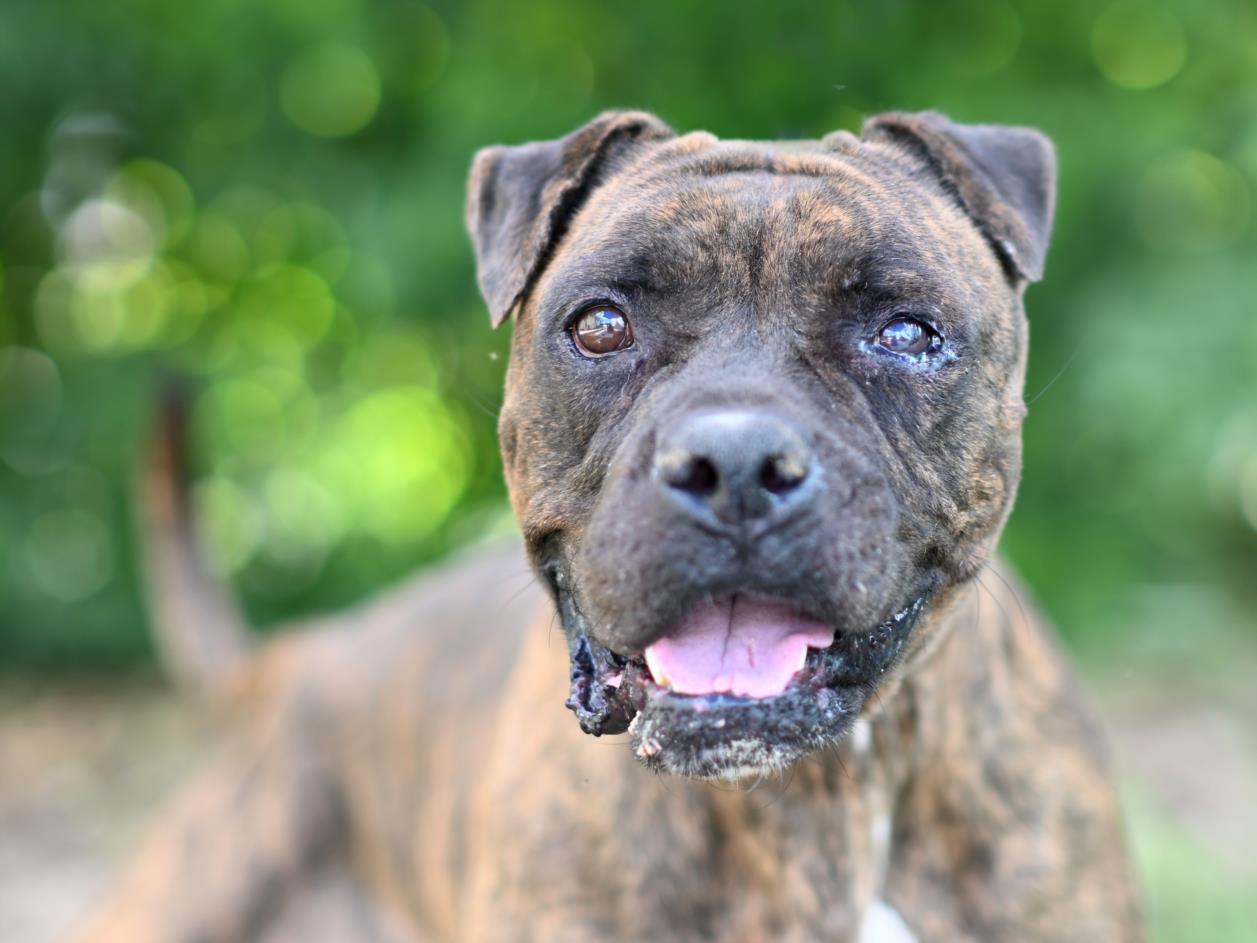 adoptable Dog in Tavares, FL named ZOEY