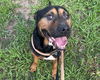 adoptable Dog in Tavares, FL named FLINT