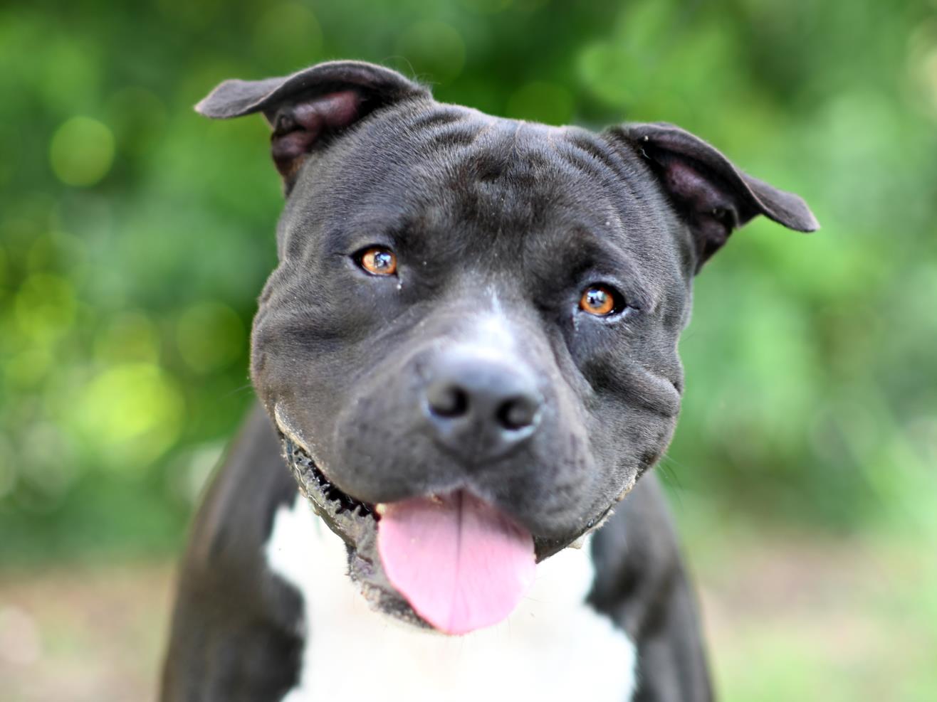 adoptable Dog in Tavares, FL named BUBBA