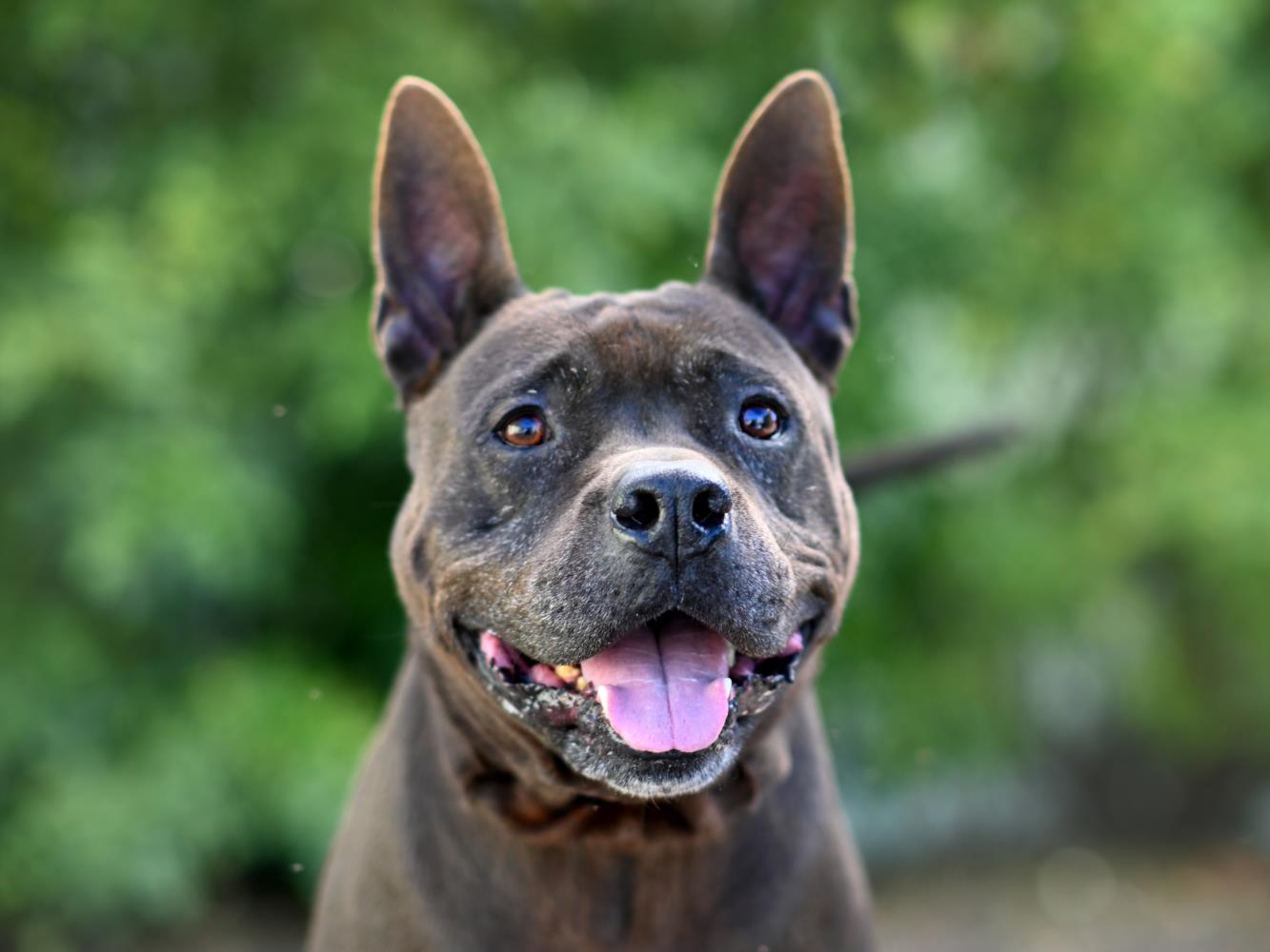 adoptable Dog in Tavares, FL named BEN