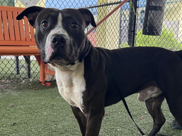 adoptable Dog in Tavares, FL named WAGNER