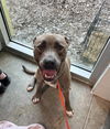 adoptable Dog in Tavares, FL named MARTY