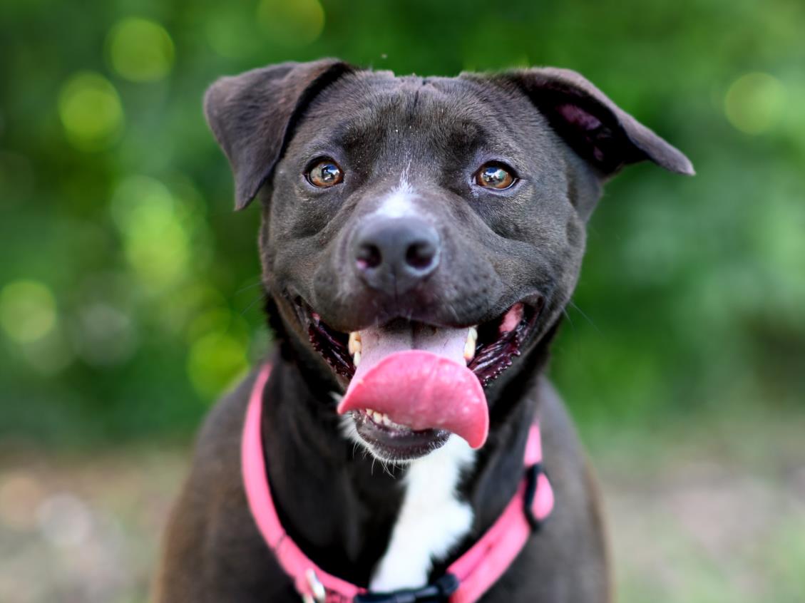 adoptable Dog in Tavares, FL named RUE