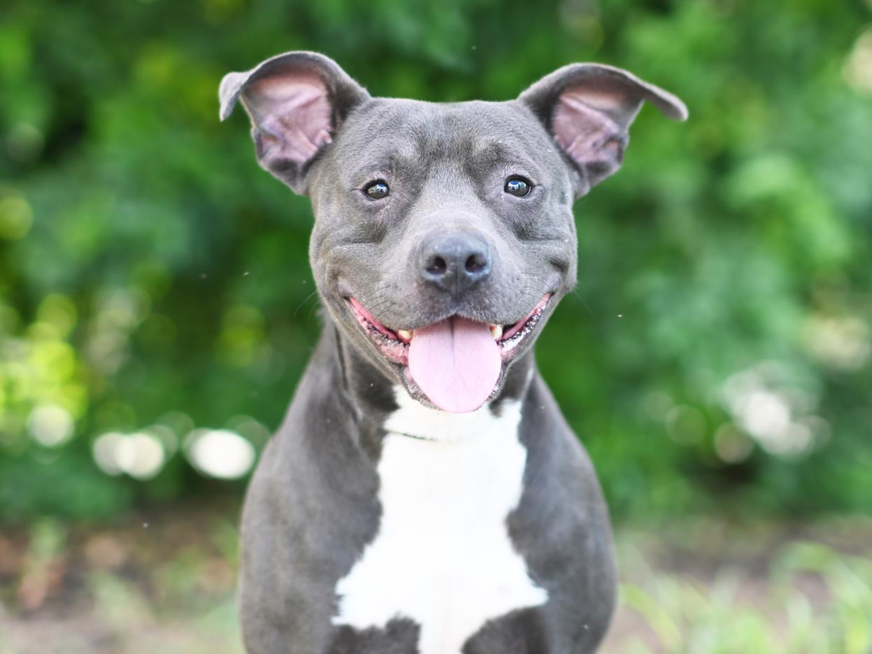 adoptable Dog in Tavares, FL named DRAKE