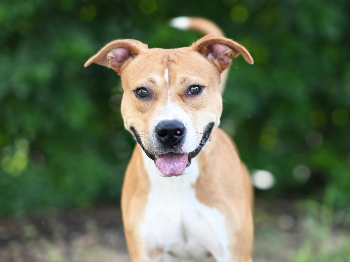 adoptable Dog in Tavares, FL named BENTLEY