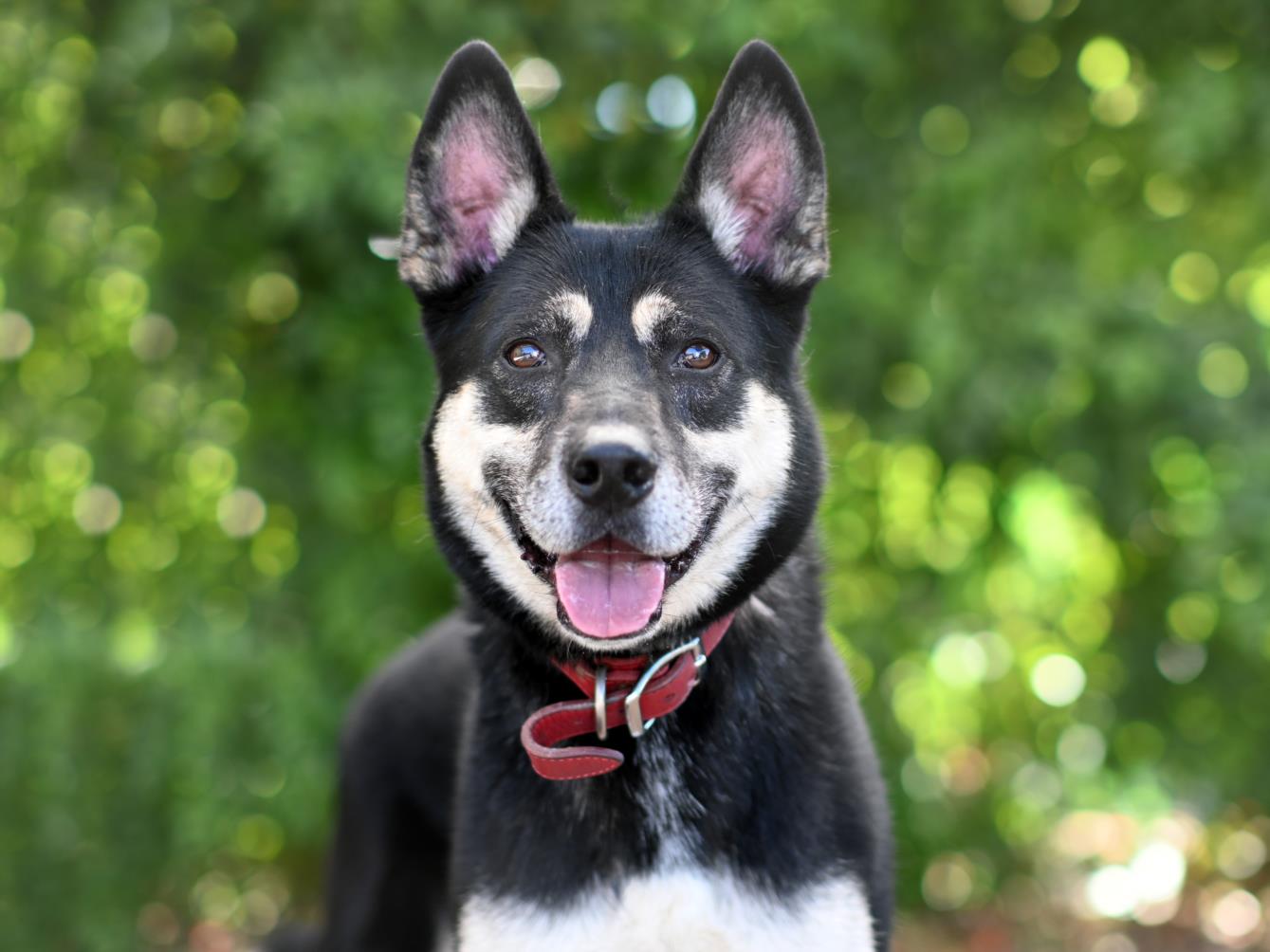 adoptable Dog in Tavares, FL named JAX