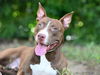 adoptable Dog in Tavares, FL named BROWNIE