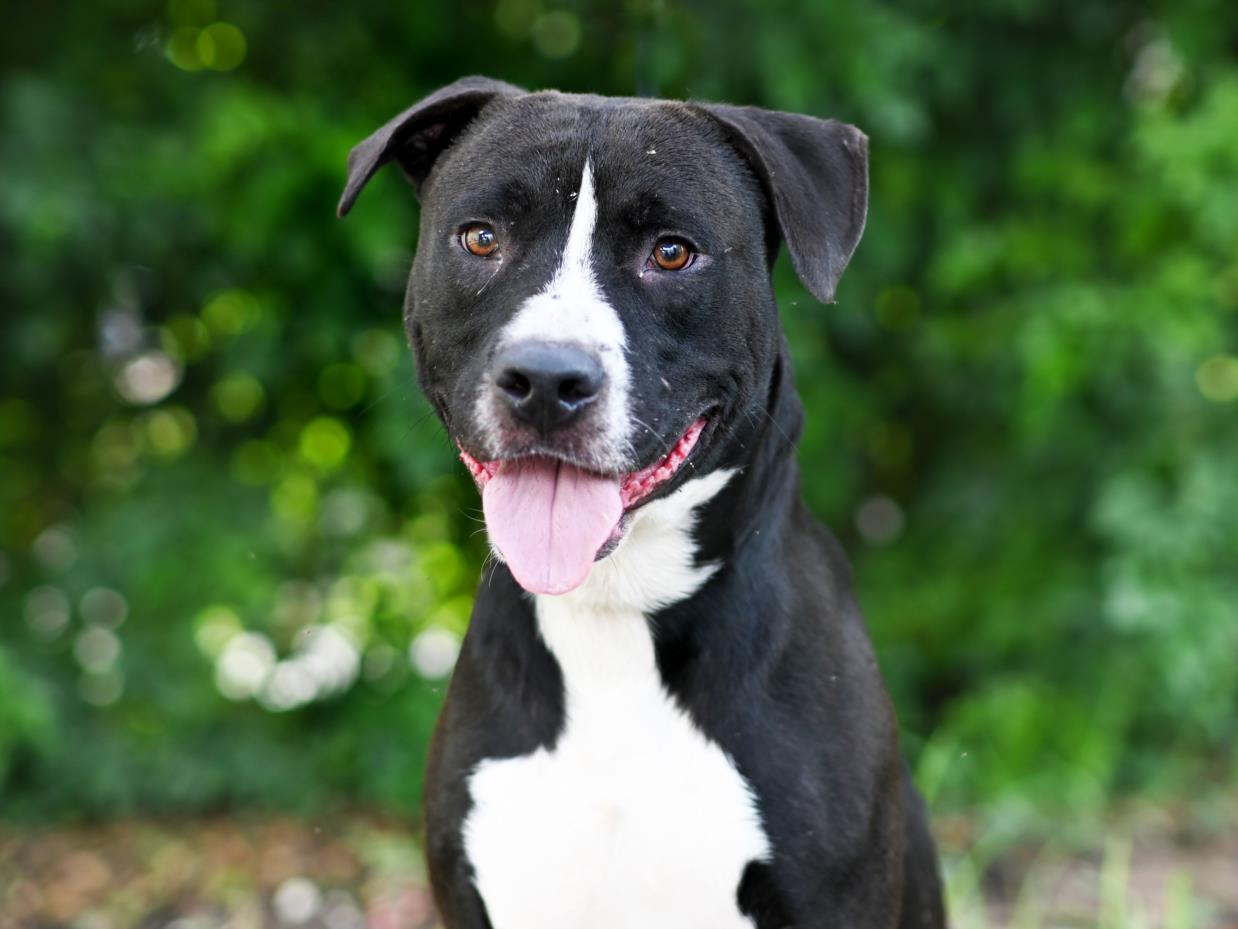 adoptable Dog in Tavares, FL named DRACO