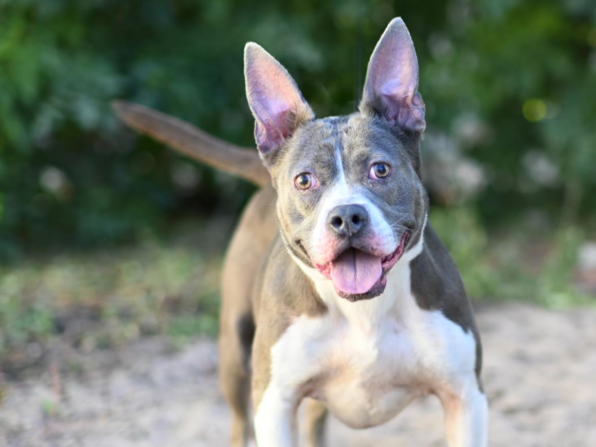 adoptable Dog in Tavares, FL named BATSY