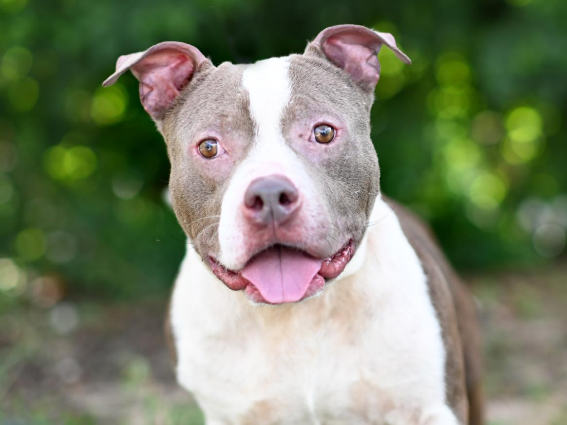 adoptable Dog in Tavares, FL named SLATE