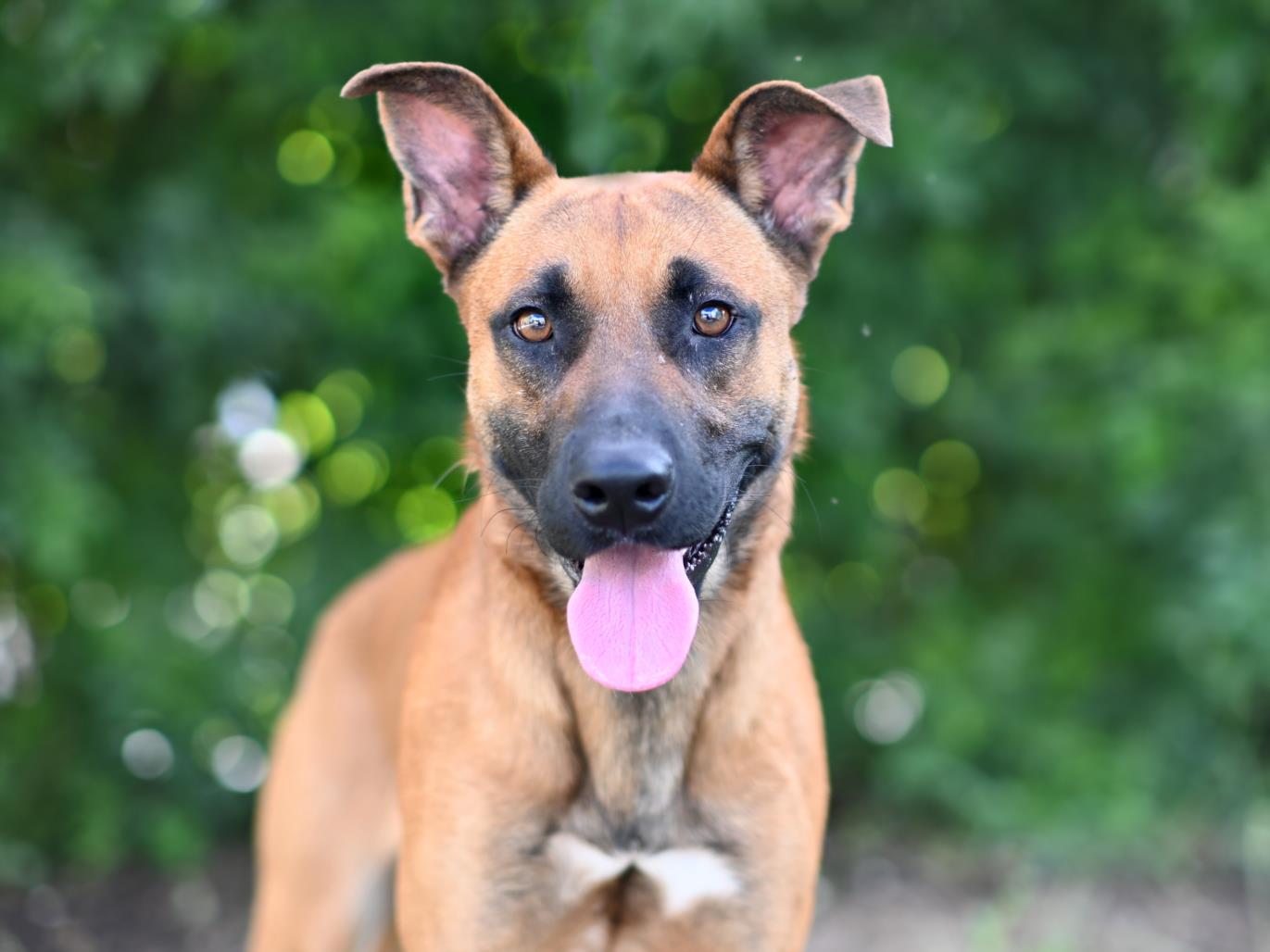 adoptable Dog in Tavares, FL named CHUCK