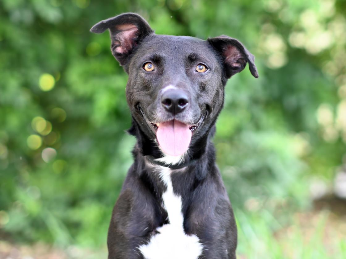 adoptable Dog in Tavares, FL named DICE