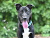 adoptable Dog in Tavares, FL named MERCURY