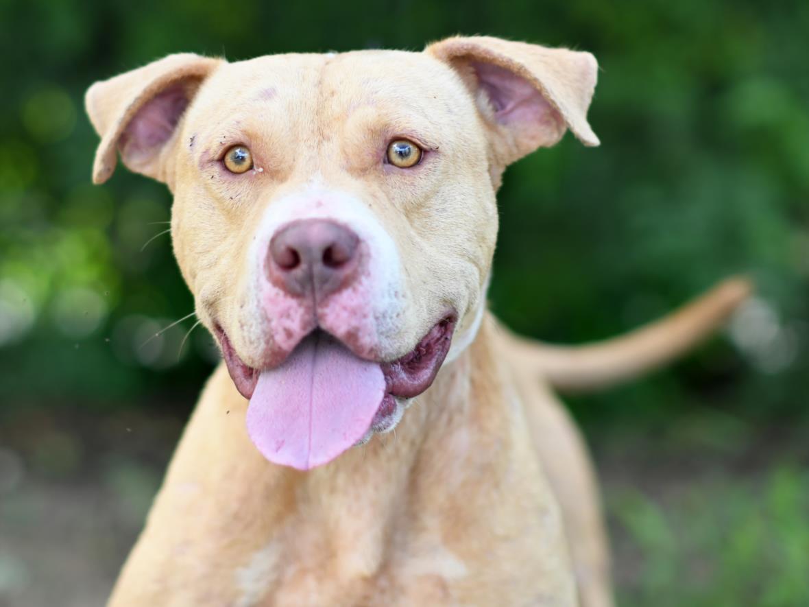 adoptable Dog in Tavares, FL named FISHER