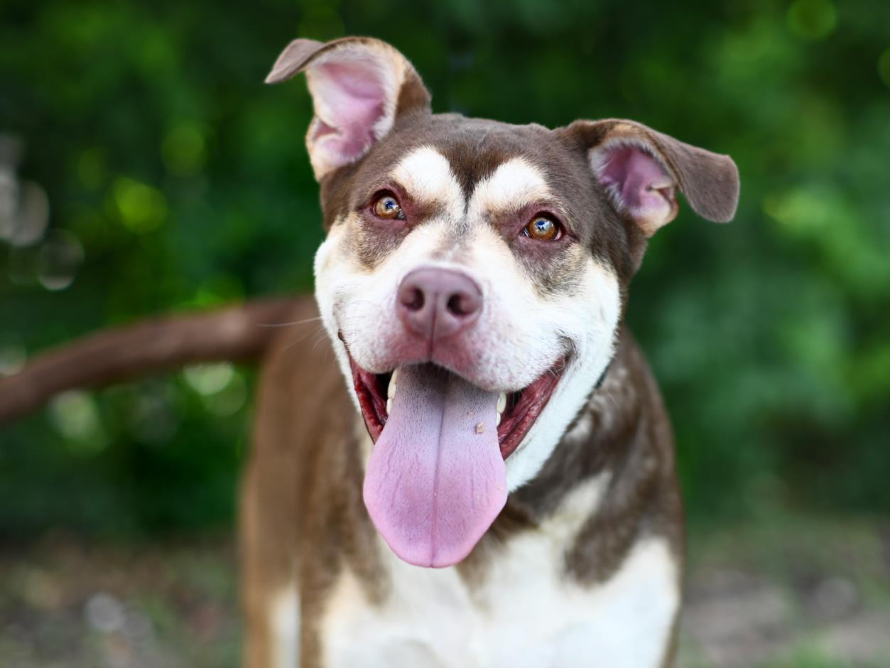 adoptable Dog in Tavares, FL named PALMER