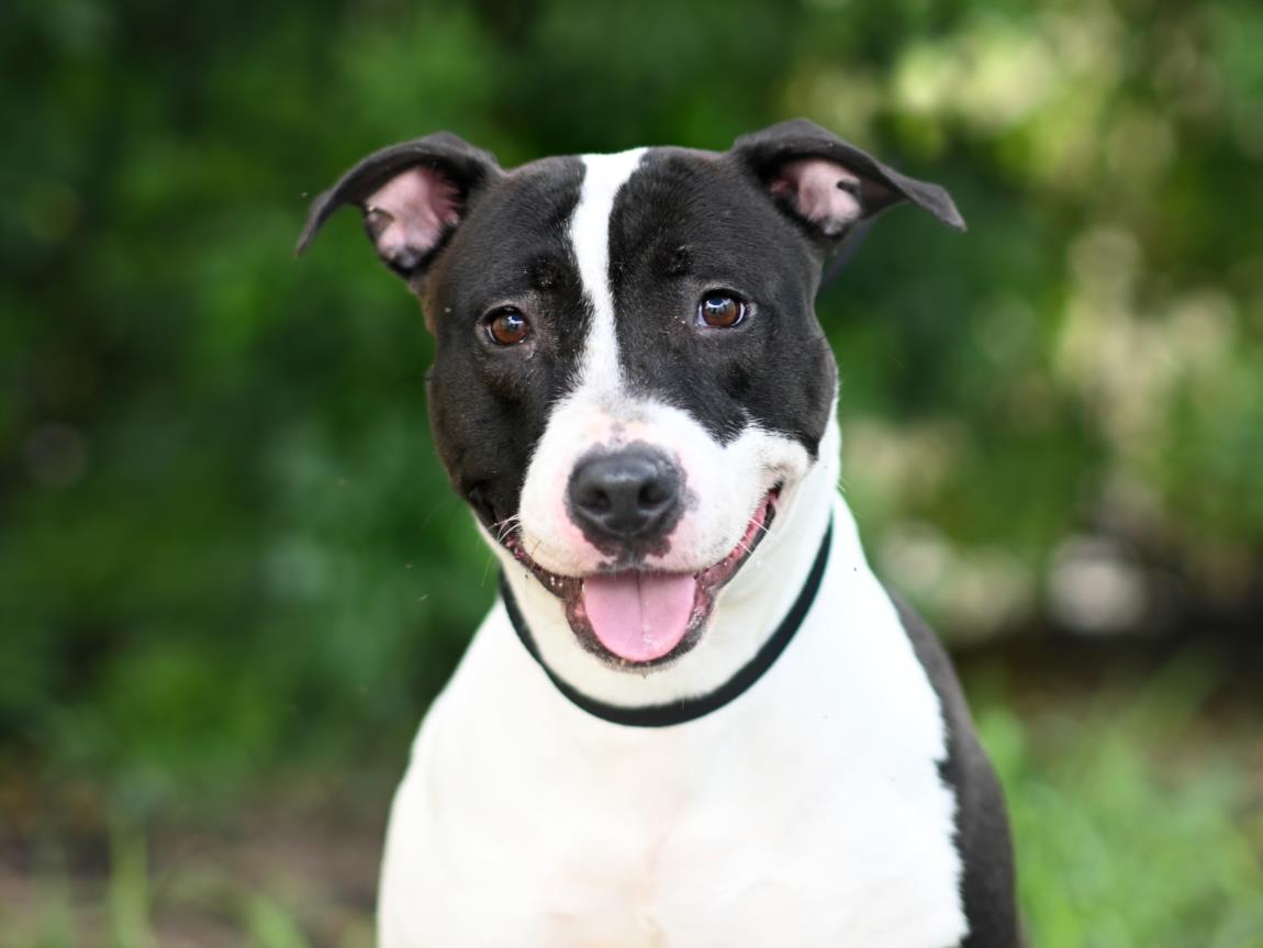 adoptable Dog in Tavares, FL named MONA