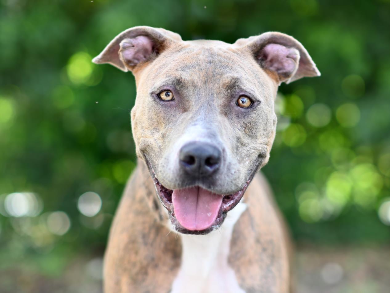 adoptable Dog in Tavares, FL named POWDER