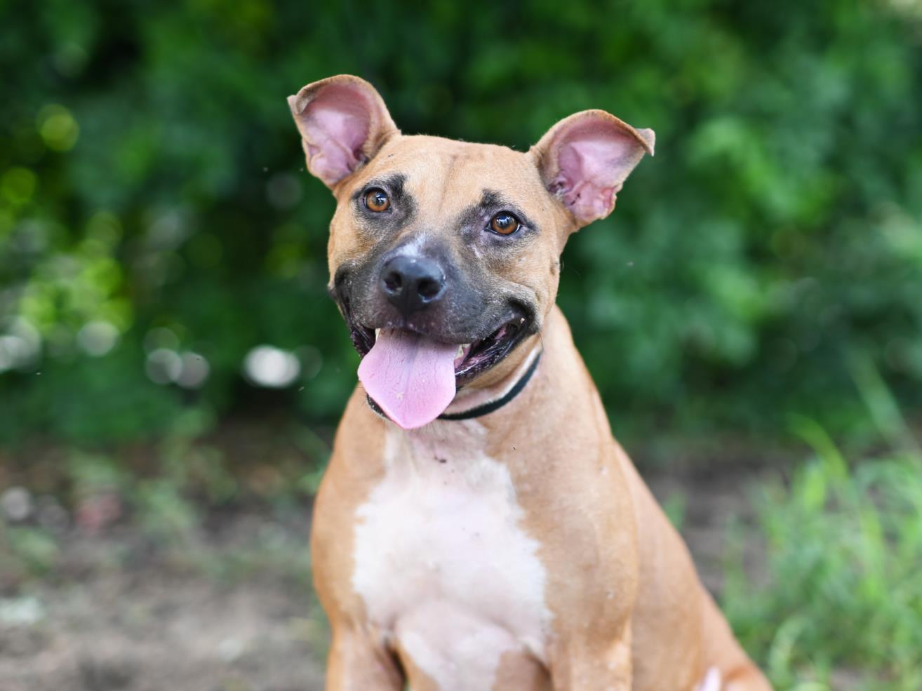 adoptable Dog in Tavares, FL named AMELIA