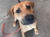 adoptable Dog in Tavares, FL named MUSSO