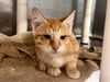 adoptable Cat in Tavares, FL named LINCOLN