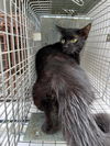 adoptable Cat in Tavares, FL named WADE