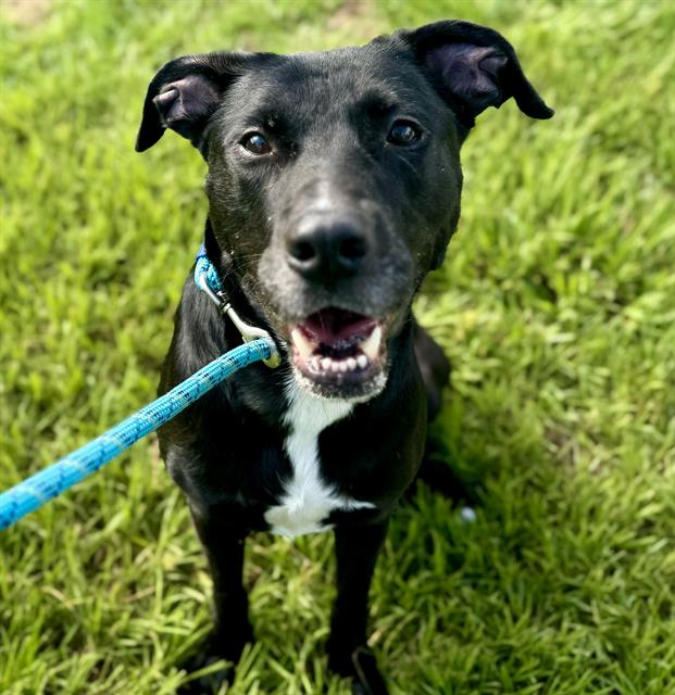 adoptable Dog in Tavares, FL named DOMINO