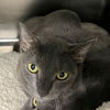 adoptable Cat in Tavares, FL named A068469