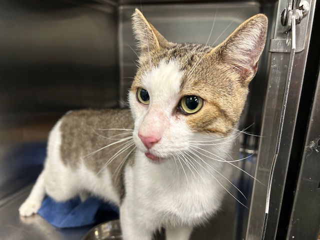 adoptable Cat in Tavares, FL named MOCHI