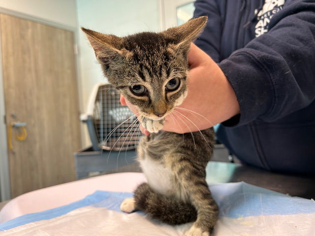 adoptable Cat in Tavares, FL named ICE CREAM FLOAT