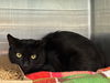 adoptable Cat in Tavares, FL named MIDNIGHT