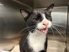 adoptable Cat in Tavares, FL named GEORGE