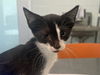 adoptable Cat in , FL named MONA LISA