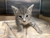 adoptable Cat in , FL named A068371