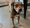 adoptable Dog in , FL named JASMINE