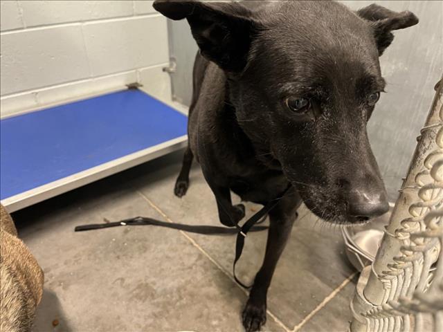 adoptable Dog in Tavares, FL named JOURNEY