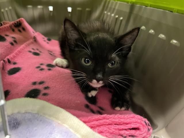 adoptable Cat in Tavares, FL named BOOTS