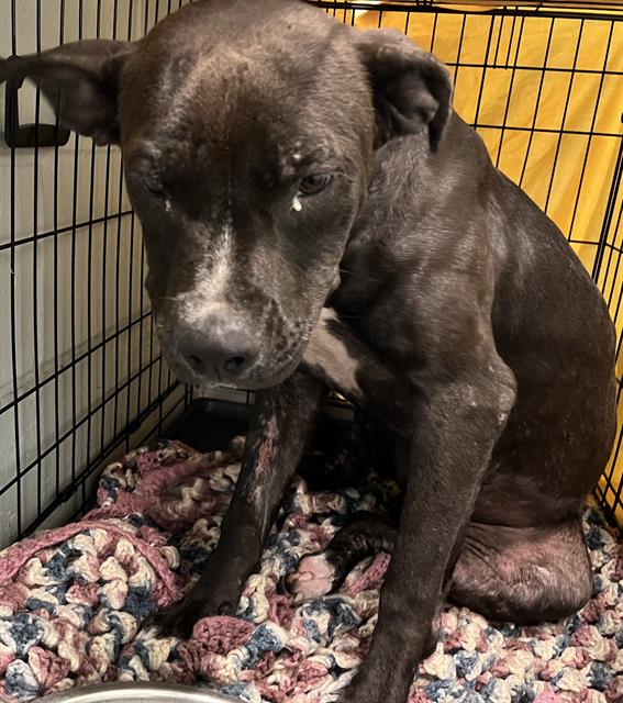 adoptable Dog in Tavares, FL named BANKSY