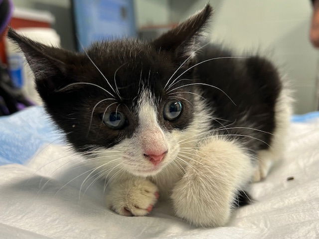 adoptable Cat in Tavares, FL named MOONSTONE