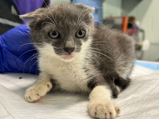 adoptable Cat in Tavares, FL named TOPAZ