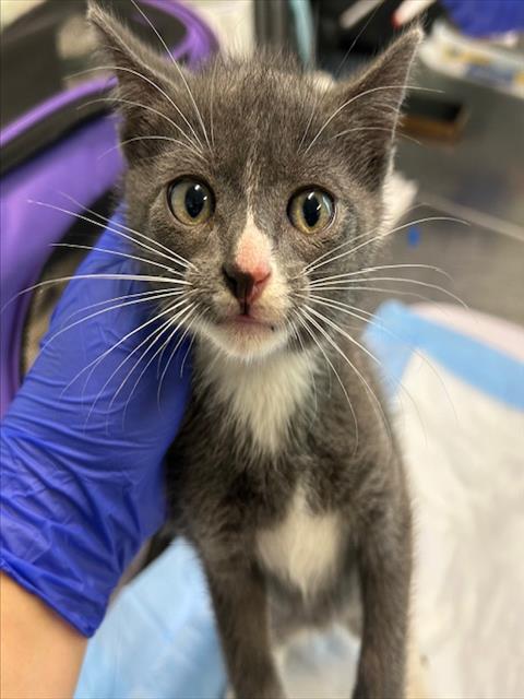 adoptable Cat in Tavares, FL named COAL