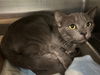 adoptable Cat in , FL named A068618