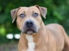 adoptable Dog in  named FOREMAN