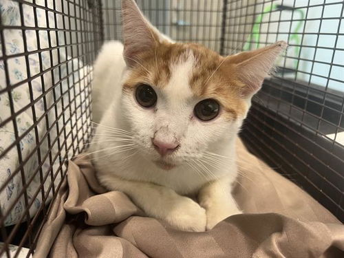 picture of the cat needing adoption